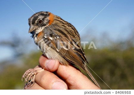 Rufus collared sparrow (Zonotrichia capensis) 8406988