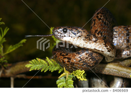 Snail eating snake (Dipsas oreas) 8406989