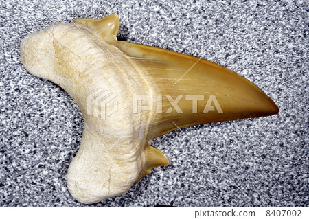 fossil shark tooth 8407002