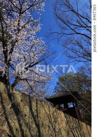 Cherry blossoms at Ueda castle ruins park and bells of time Cherry blossoms at Ueda castle ruins park and bells of time 8407365