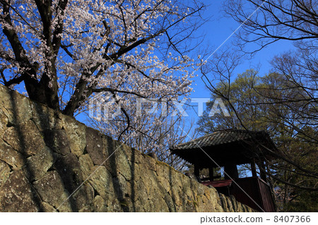 Cherry blossoms at Ueda castle ruins park and bells of time Cherry blossoms at Ueda castle ruins park and bells of time 8407366