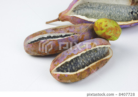 皮膚也是Akebi的產品 皮膚也是Akebi的產品 8407728