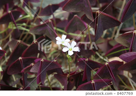 Oxalis Oxalis 8407769