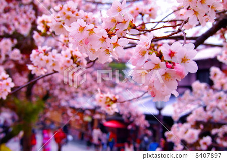 Cherry blossoms in Kyoto · stone wall street Cherry blossoms in Kyoto · stone wall street 8407897