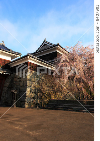 Ueda Shiromoto Maru Kita寺和櫻花 Ueda Shiromoto Maru Kita寺和櫻花 8407903