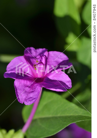 Oshiribana (white flour) Oshiribana (white flour) 8407948