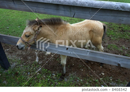 White Kiso horse's baby 8408342