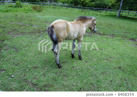 Kiso Ma Kiso Ma 8408354