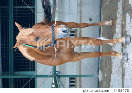 Horse for horseback riding (tea) Horse for horseback riding (tea) 8408478