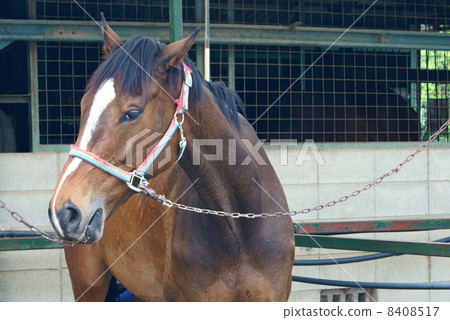 Horse for horseback riding (tea) Horse for horseback riding (tea) 8408517