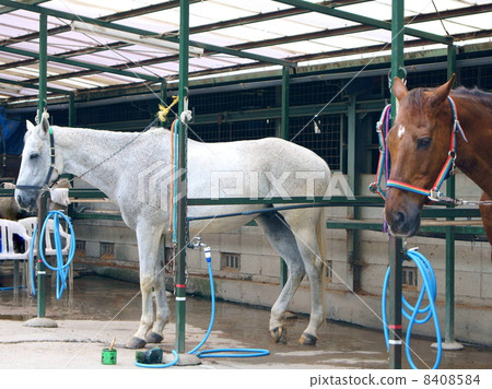 Horse for horse riding (white · brown) 8408584