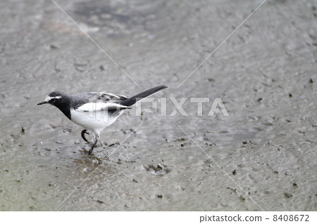 黑背w 黑背w 8408672