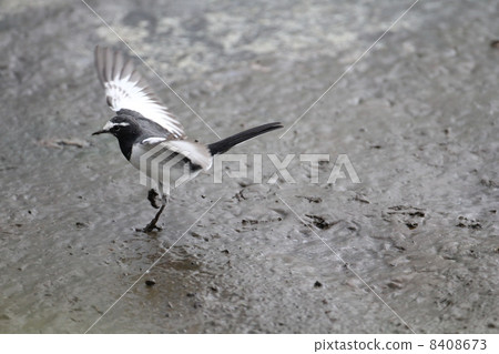 Black-backed wagtail Black-backed wagtail 8408673