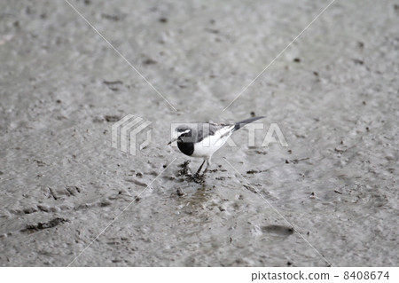 黑背w 黑背w 8408674