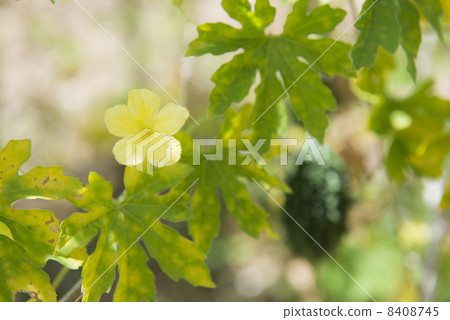 Fruit and flower of goya 8408745