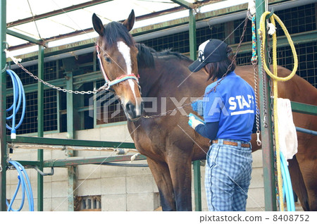 A horse (tea) for horseback riding and a young woman who takes care 8408752