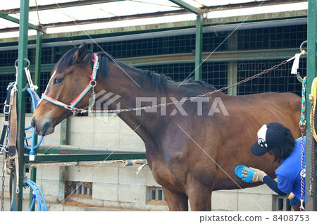 A horse (tea) for horseback riding and a young woman who takes care 8408753