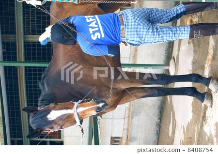 A horse (tea) for horseback riding and a young woman who takes care 8408754