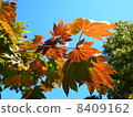 Autumn leaves 8409162