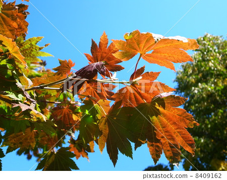 Autumn leaves Autumn leaves 8409162