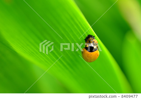 Insect Insect 8409477