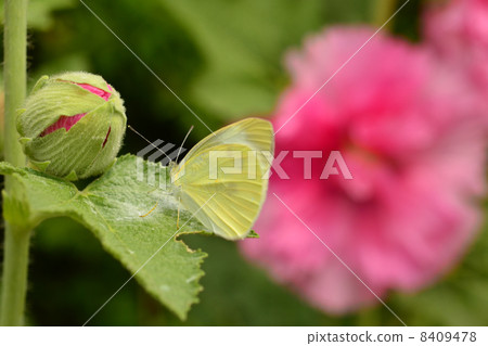 Butterfly Butterfly 8409478