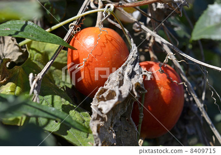 Uraga (rapeseed) 8409715