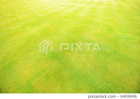 Green plant background, young grass Green plant background, young grass 8409846