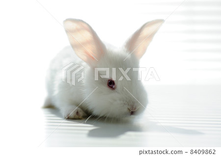 White beautiful rabbit, Easter bunny 8409862