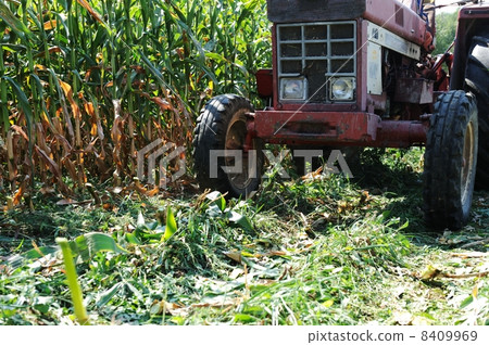 Harvesting corn Harvesting corn 8409969
