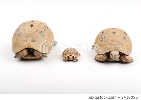 Turtle family 8410056