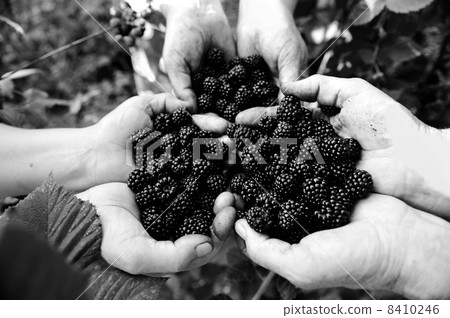 Blackberry harvest collecting 8410246