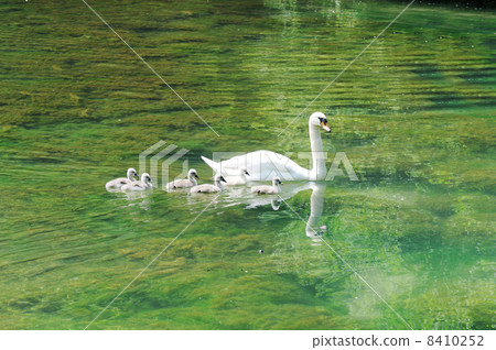 Beautiful mother swan floating on a mirror surface with cygnets 8410252