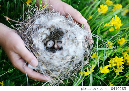 Bird nest with eggs Bird nest with eggs 8410285
