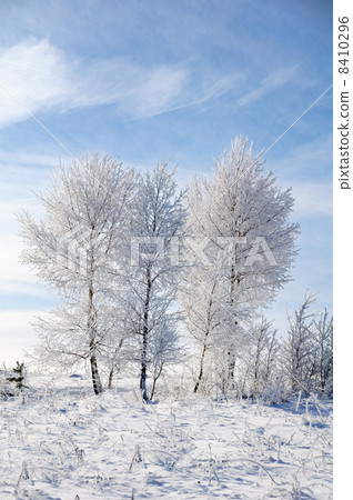 Sky, tree and snow 8410296