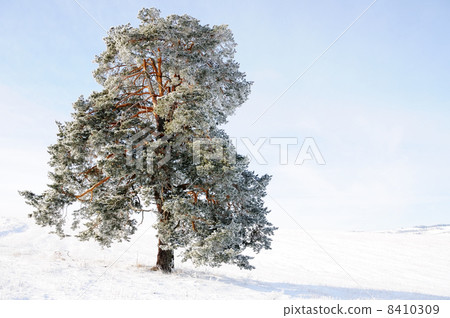 Sky, tree and snow Sky, tree and snow 8410309