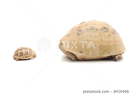 Big and small 8410406