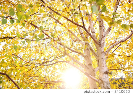 Fall trees and yellow leaves background 8410653