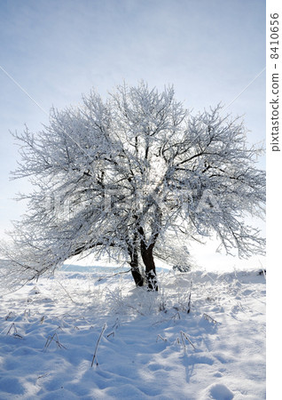 Tree in snow, winter sesone 8410656