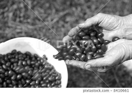 Cornel harvest collecting 8410661
