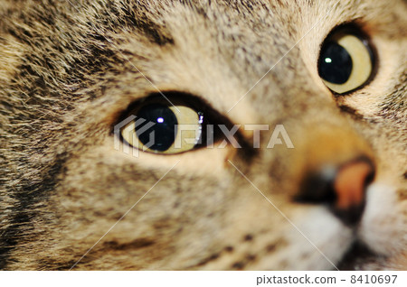 Close-up portrait of green-eyed Siberian cat 8410697