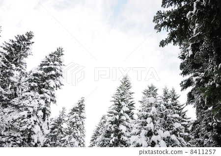 Beautiful winter forest Beautiful winter forest 8411257