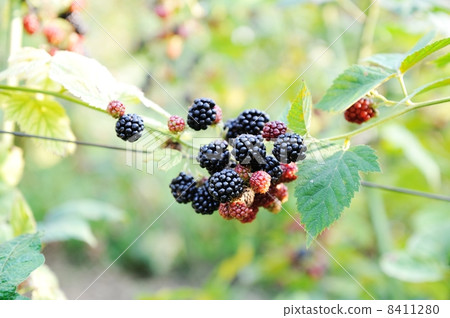 Blackberry harvest collecting Blackberry harvest collecting 8411280