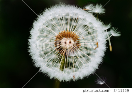 Dandelion in dark 8411339