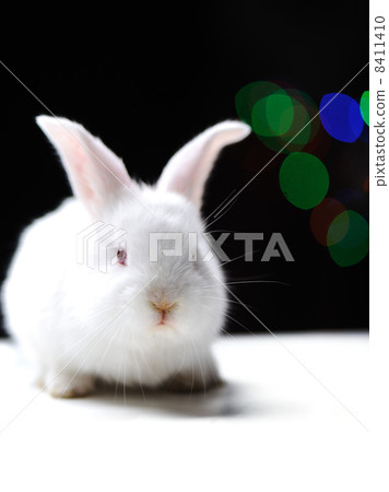 White beautiful rabbit, Easter bunny 8411410