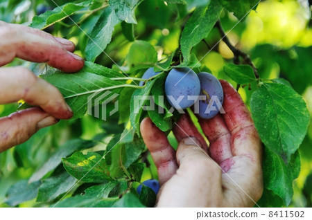 Blackberry harvest collecting 8411502