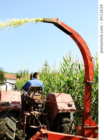 Harvesting corn 8411639
