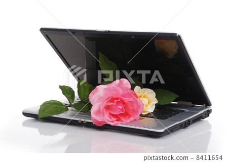 Red valentine Rose Red valentine Rose 8411654