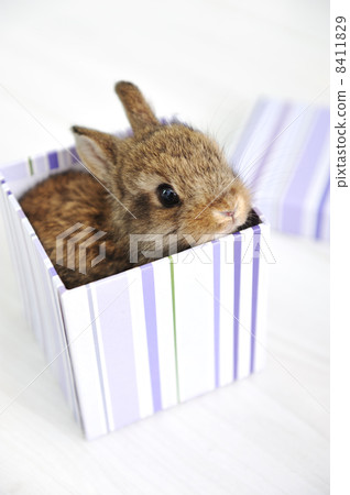 Rabbit cute baby as surprise in box Rabbit cute baby as surprise in box 8411829