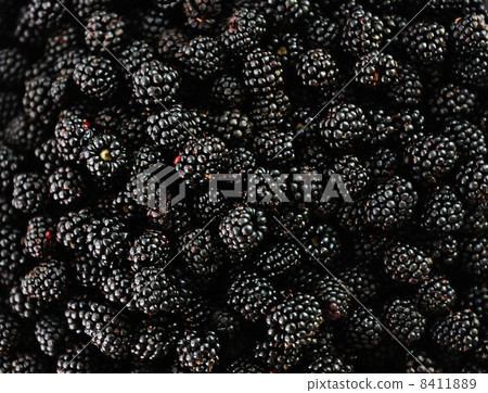 Blackberry harvest collecting 8411889